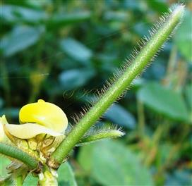  Legume (Young)
